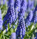 Blauwe druifjes  Muscari armeniacum (Blauwe druifjes), BIO - XL voordeelverpakking