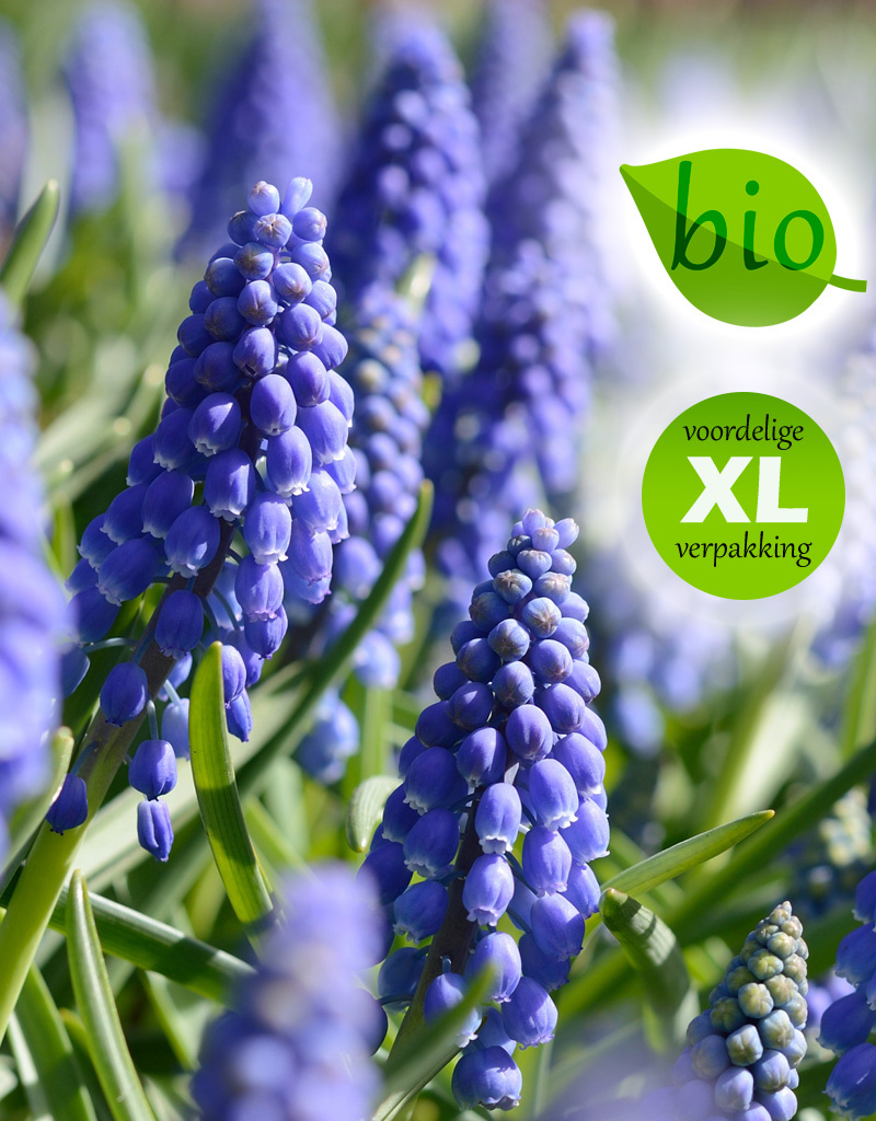 Blauwe druifjes  Muscari armeniacum (Blauwe druifjes), BIO - XL voordeelverpakking