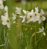 Narcis (dichters)  Narcissus poeticus var. recurvus, BIO (Dichtersnarcis) - Stinzenplant - XL voordeelverpakking