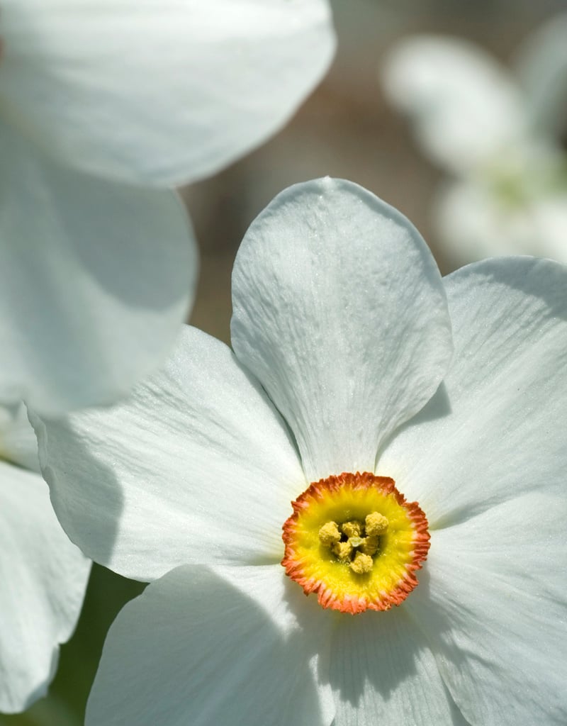 Narcis (dichters)  Narcissus poeticus var. recurvus, BIO (Dichtersnarcis) - Stinzenplant - XL voordeelverpakking