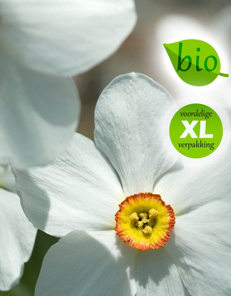 Narcis (dichters)  Narcissus poeticus var. recurvus, BIO (Dichtersnarcis) - Stinzenplant - XL voordeelverpakking