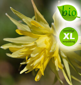 Narcis  Narcissus 'Rip van Winkle', BIO - XL voordeelverpakking
