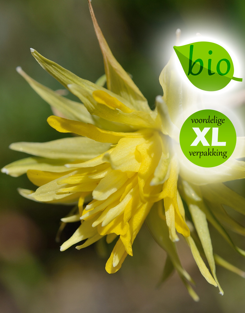 Narcis  Narcissus 'Rip van Winkle', BIO - XL voordeelverpakking