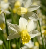 Narcis  Narcissus 'Sailboat', BIO - XL voordeelverpakking