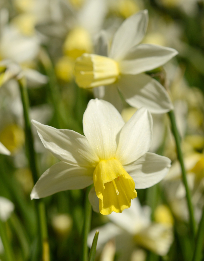 Narcis  Narcissus 'Sailboat', BIO - XL voordeelverpakking