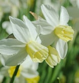 Narcis  Narcissus 'Sailboat', BIO - XL voordeelverpakking
