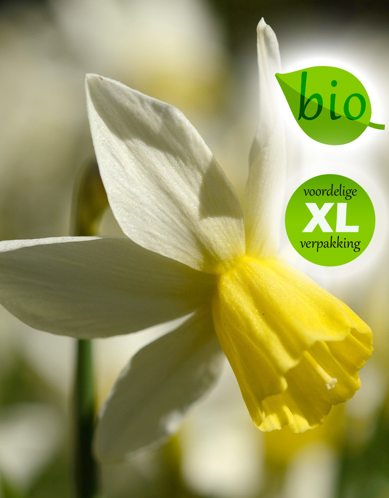 Narcis  Narcissus 'Sailboat', BIO - XL voordeelverpakking