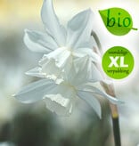 Narcis  Narcissus 'Thalia', BIO - XL voordeelverpakking