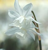 Narcis  Narcissus 'Thalia', BIO - XL voordeelverpakking