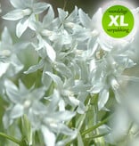 Vogelmelk (knikkende)  Ornithogalum nutans (Knikkende vogelmelk) - XL voordeelverpakking
