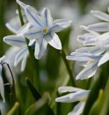 Buishyacint  Puschkinia scilloides var. Libanotica (Buishyacint) - XL voordeelverpakking