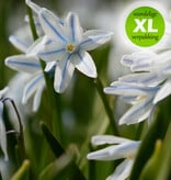 Buishyacint  Puschkinia scilloides var. Libanotica (Buishyacint) - XL voordeelverpakking