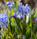 Sterhyacint (vroege)  Scilla bifolia (Vroege sterhyacint) - Stinzenplant - XL voordeelverpakking