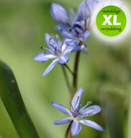 Sterhyacint (vroege)  Scilla bifolia - XL voordeelverpakking
