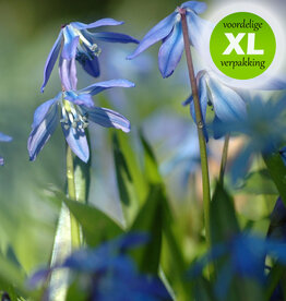 Sterhyacint (oosters)  Scilla siberica - XL voordeelverpakking