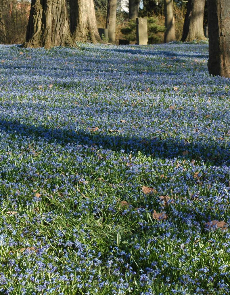 Sterhyacint (oosters)  Scilla siberica (Oosterse sterhyacint) - Stinzenplant, BIO - XL voordeelverpakking