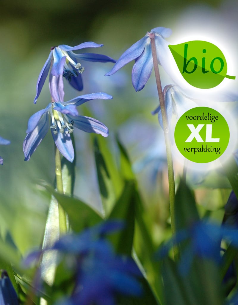 Sterhyacint (oosters)  Scilla siberica (Oosterse sterhyacint) - Stinzenplant, BIO - XL voordeelverpakking
