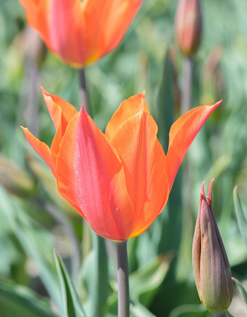 Tulp  Tulipa 'Ballerina', BIO (Tulp) - XL voordeelverpakking