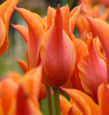 Tulp  Tulipa 'Ballerina', BIO (Tulp) - XL voordeelverpakking