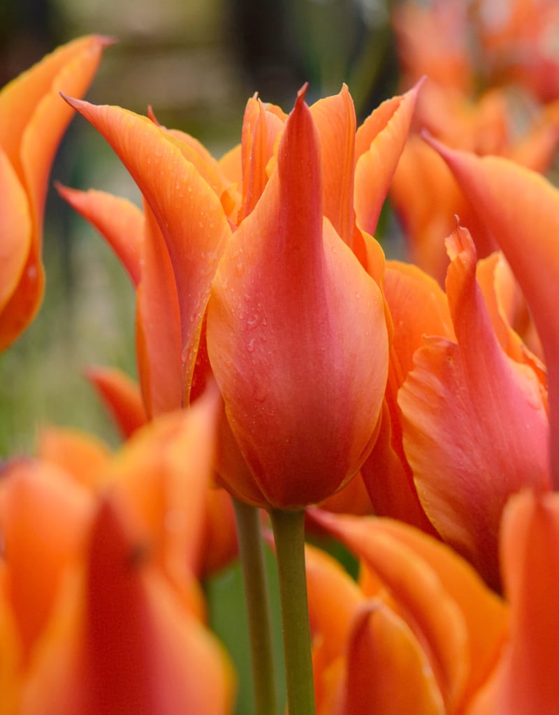 Tulp  Tulipa 'Ballerina', BIO (Tulp) - XL voordeelverpakking