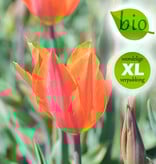 Tulp  Tulipa 'Ballerina', BIO (Tulp) - XL voordeelverpakking