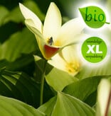 Tulp  Tulipa clusiana var. chrysantha, BIO - XL voordeelverpakking