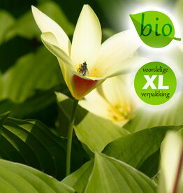 Tulp  Tulipa clusiana var. chrysantha, BIO - XL voordeelverpakking