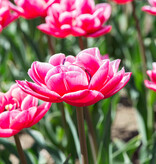 Tulp  Tulipa 'Columbus', BIO - XL voordeelverpakking