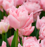 Tulp  Tulipa 'Dreamer', BIO - XL voordeelverpakking