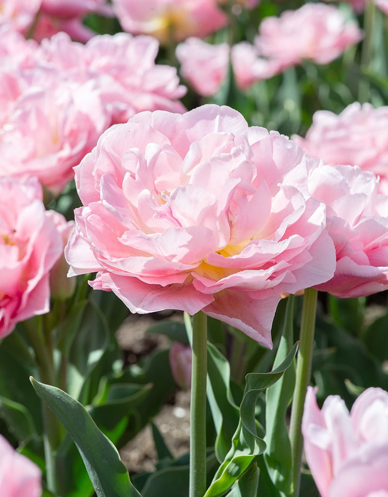 Tulp  Tulipa 'Dreamer', BIO - XL voordeelverpakking