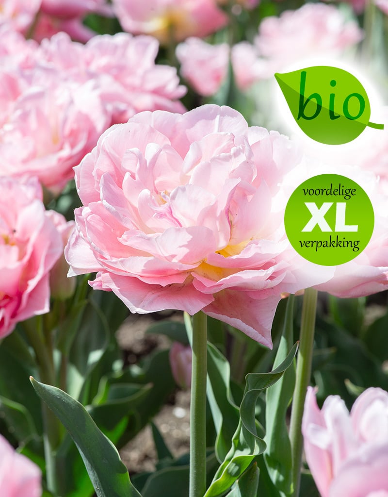 Tulp  Tulipa 'Dreamer', BIO - XL voordeelverpakking
