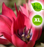Tulp  Tulipa 'Little Beauty', BIO - XL voordeelverpakking
