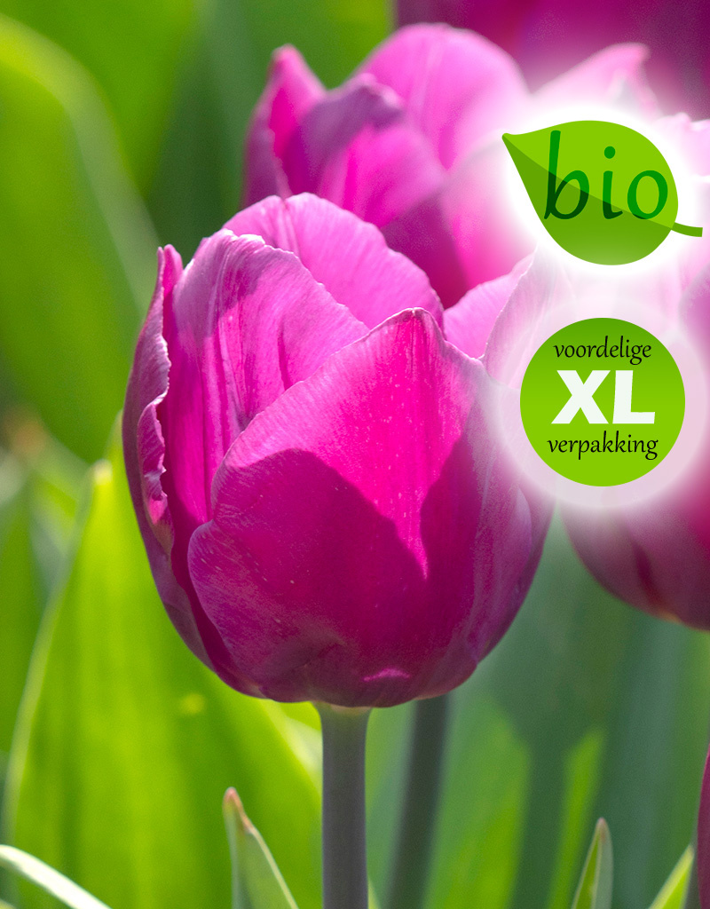 Tulp  Tulipa 'Purple Prince', BIO - XL voordeelverpakking