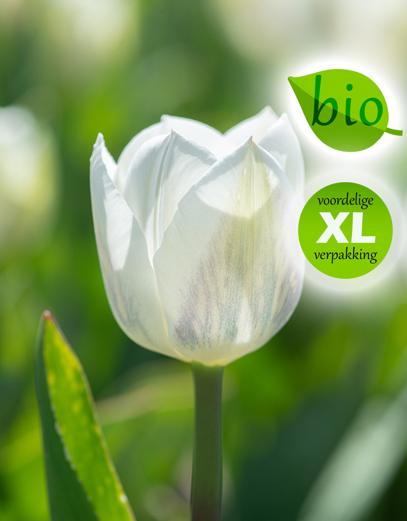 Tulp  Tulipa 'Royal Virgin', BIO - XL voordeelverpakking