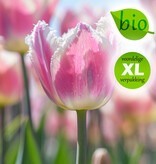 Tulp  Tulipa 'Siesta', BIO - XL voordeelverpakking