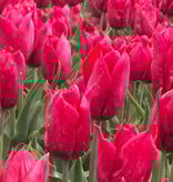 Tulp  Tulipa 'Strong Love', BIO - XL voordeelverpakking