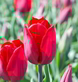 Tulp  Tulipa 'Strong Love', BIO - XL voordeelverpakking