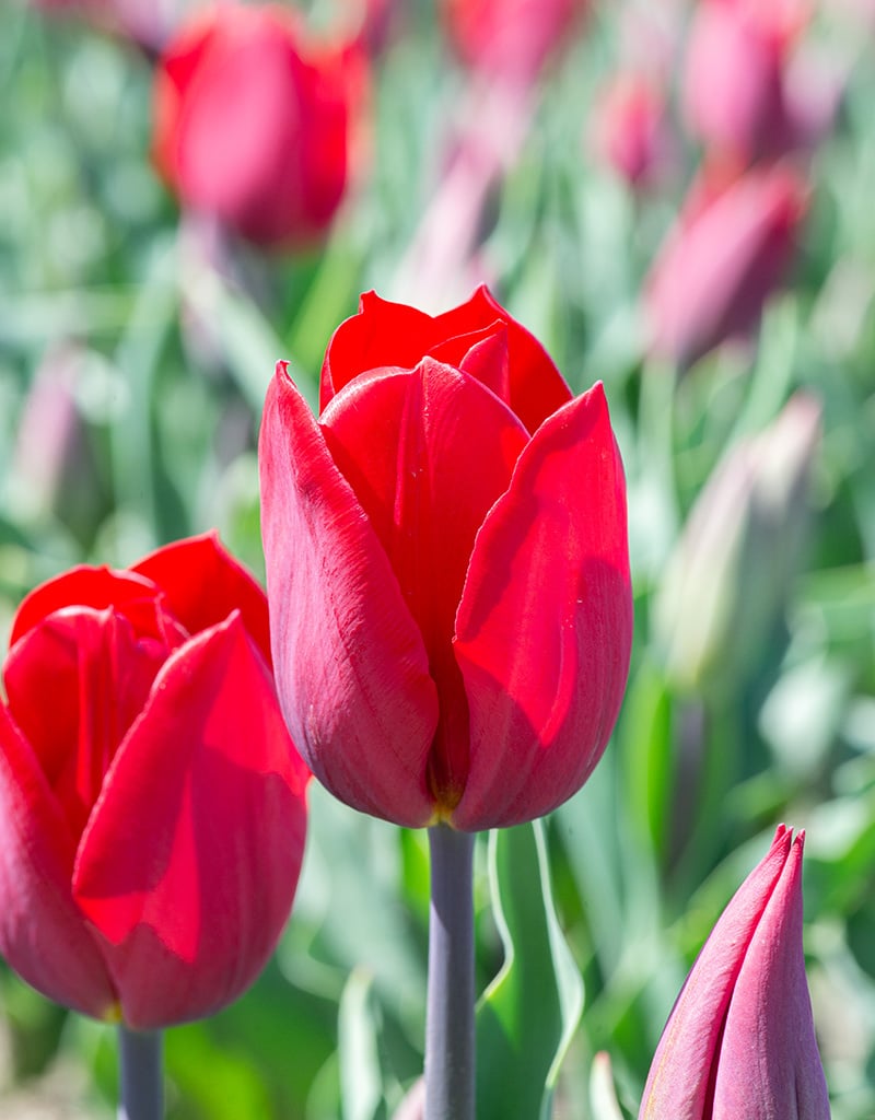 Tulp  Tulipa 'Strong Love', BIO - XL voordeelverpakking