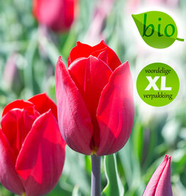 Tulp  Tulipa 'Strong Love', BIO - XL voordeelverpakking