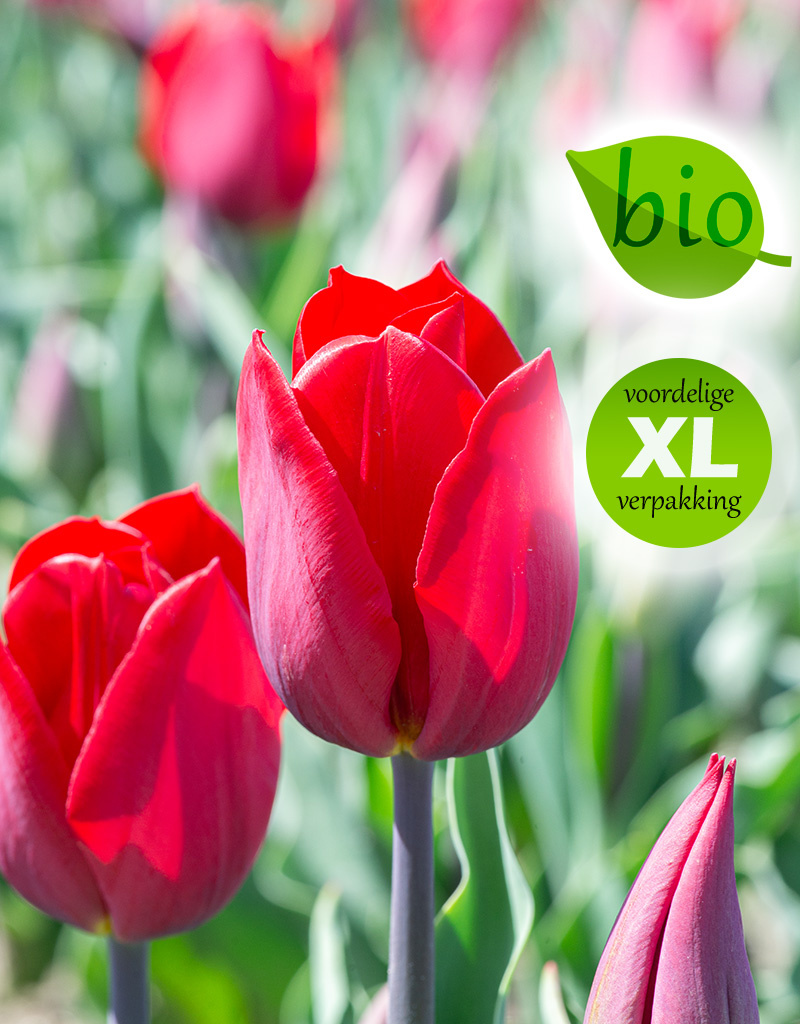 Tulp  Tulipa 'Strong Love', BIO - XL voordeelverpakking