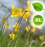 Tulp (bos)  Tulipa sylvestris (Bostulp) - Stinzenplant, BIO - XL voordeelverpakking