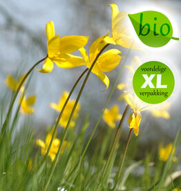 Tulp (bos)  Tulipa sylvestris, BIO - XL voordeelverpakking
