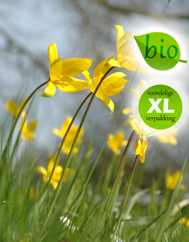 Tulp (bos)  Tulipa sylvestris (Bostulp) - Stinzenplant, BIO - XL voordeelverpakking