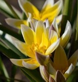 Tulp  Tulipa tarda, BIO - XL voordeelverpakking