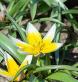 Tulp  Tulipa tarda, BIO - XL voordeelverpakking