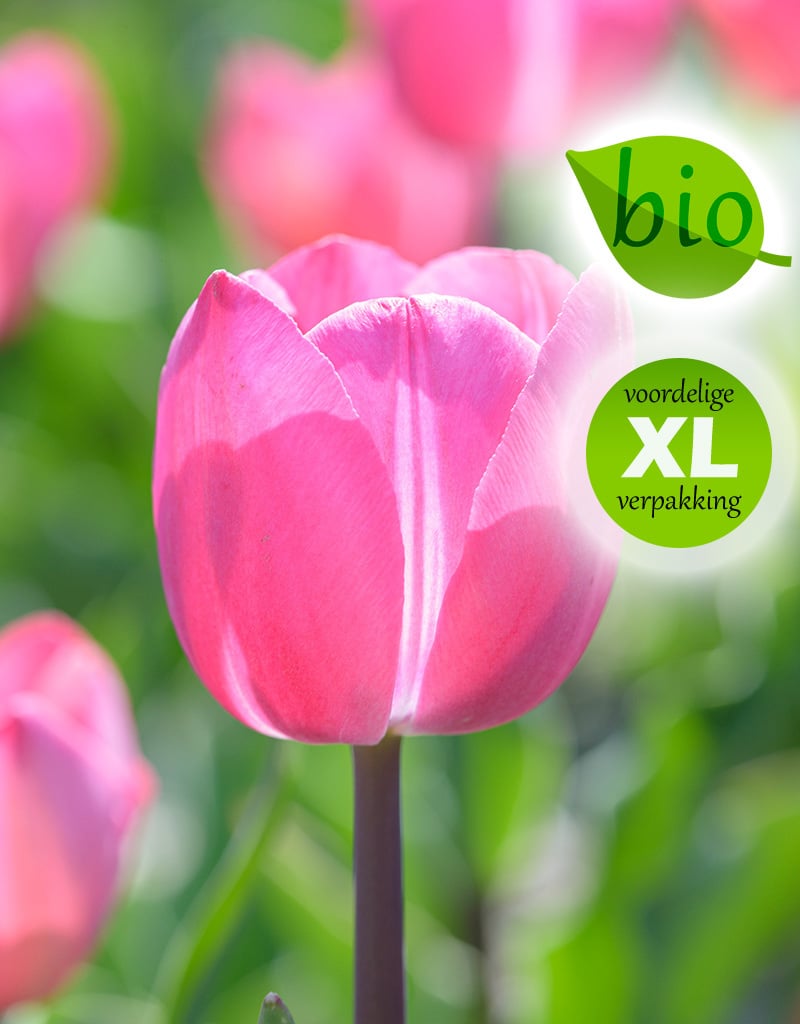 Tulp  Tulipa 'Tineke van der Meer', BIO - XL voordeelverpakking