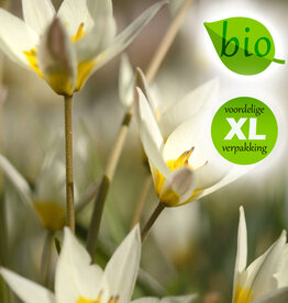 Tulp  Tulipa turkestanica, BIO - XL voordeelverpakking