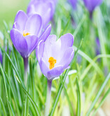 Krokus  Crocus 'Violet River' (Bonte krokus), BIO - in pot