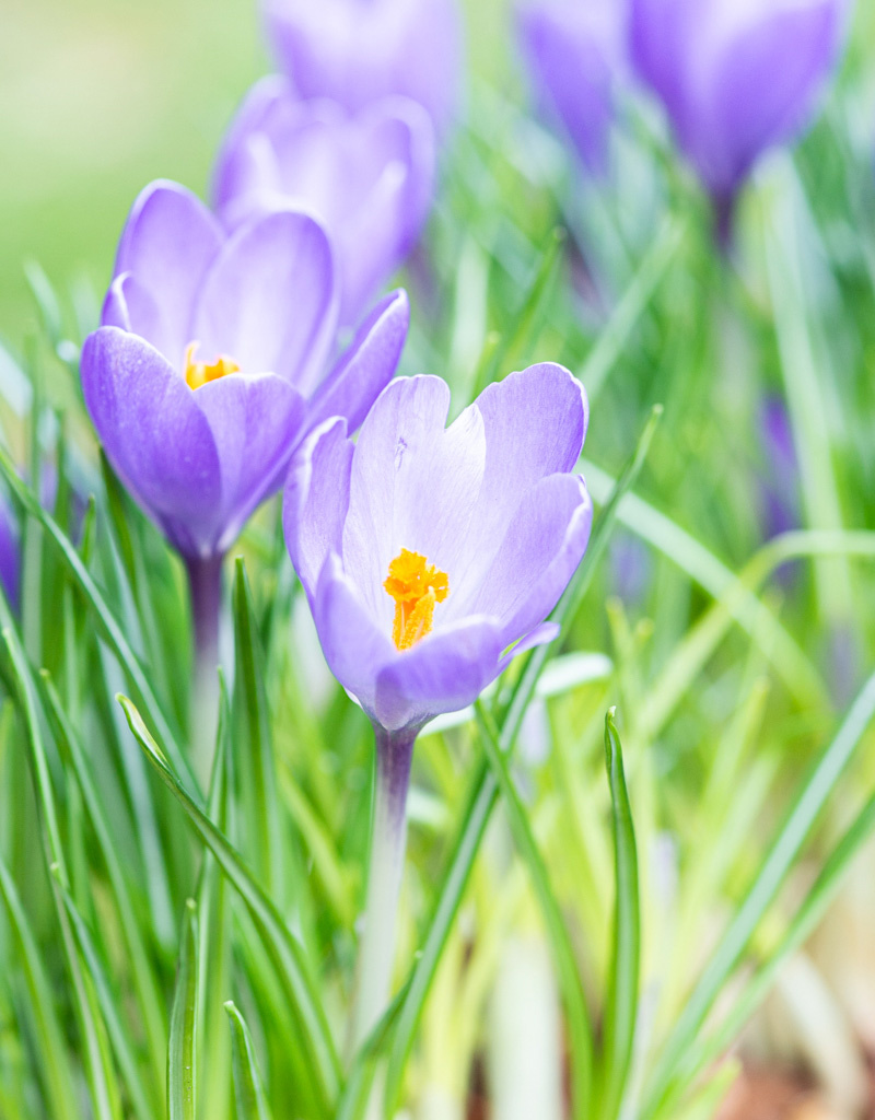 Krokus  Crocus 'Violet River' (Bonte krokus), BIO - in pot
