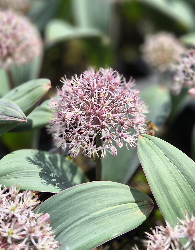 Sierui  Allium karataviense (sierui)